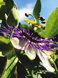 Close-up of flowers blooming on tree