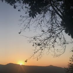 Silhouette tree against clear sky during sunset