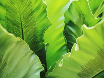 Full frame shot of green leaves