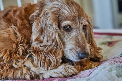 Close-up of dog