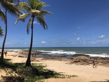 Palm trees on beach against sky