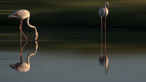 Close-up of bird in lake