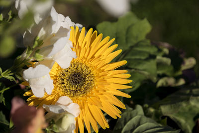 Close-up of daisy flower