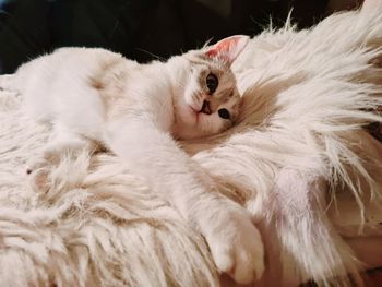 Close-up of cat resting