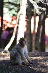 Close-up of monkey sitting on tree trunk