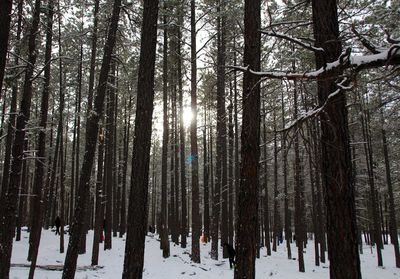 Trees in forest during winter