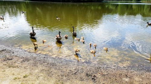 Ducks swimming in lake