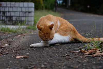 Full length of a cat on field