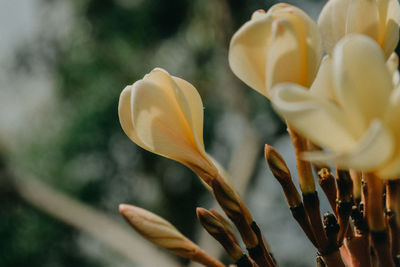 Close-up of yellow flowering plant
