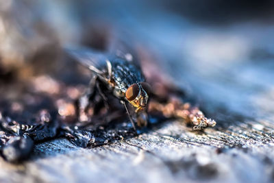 Close-up of insect on table