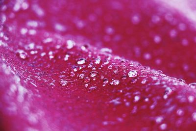 Close-up of red flower