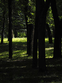 Trees in forest