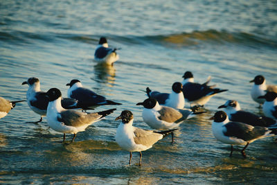 Seagulls perching on a lake