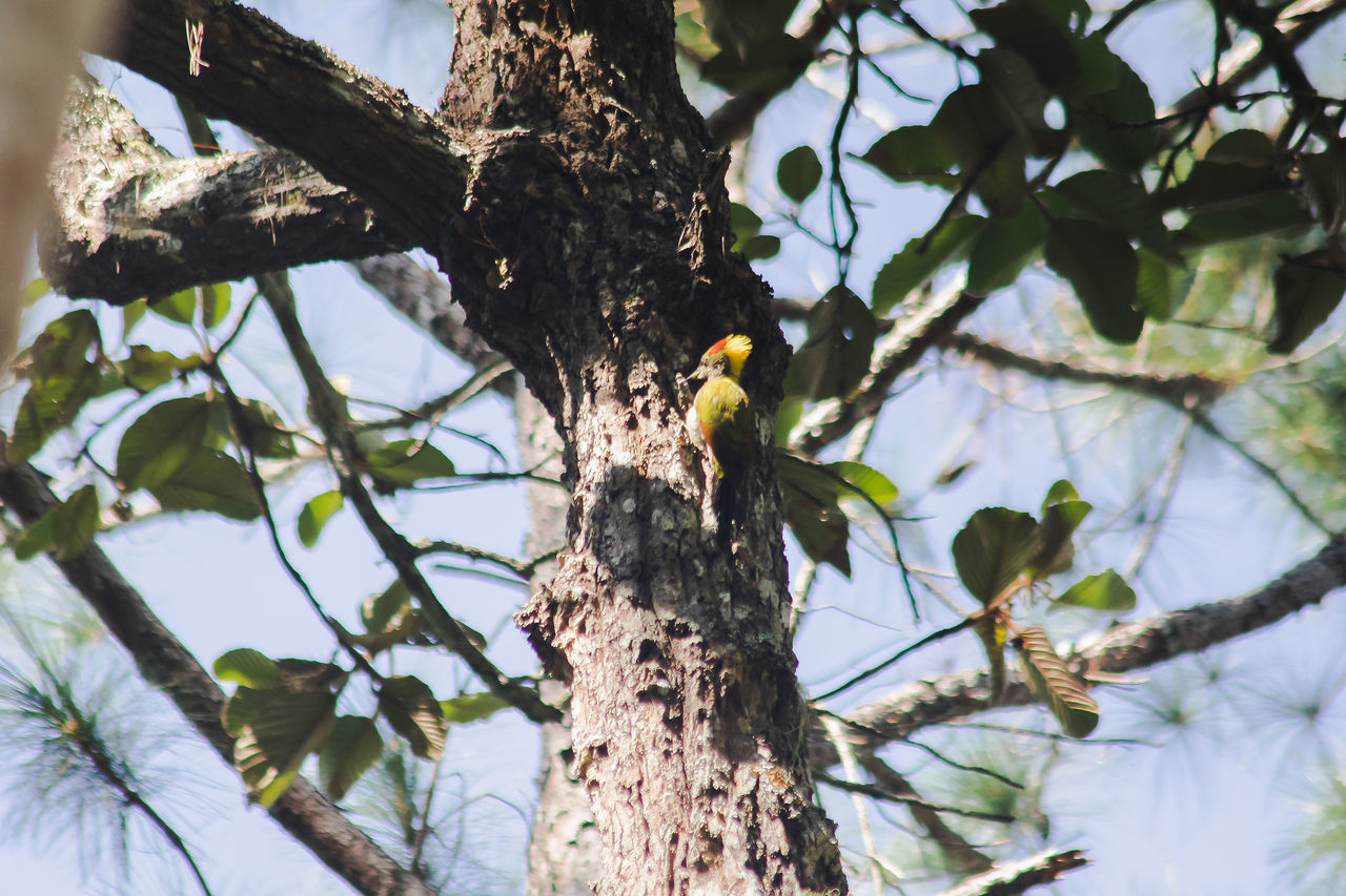 LOW ANGLE VIEW OF BIRD PERCHING ON BRANCH