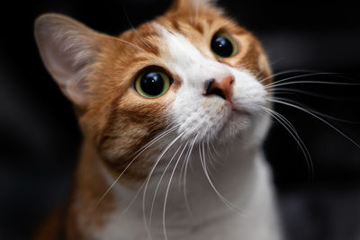 Close-up portrait of a cat