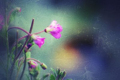 Close-up of pink flowers