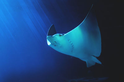 Close-up of fish swimming in sea