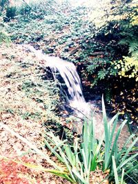 View of waterfall in forest