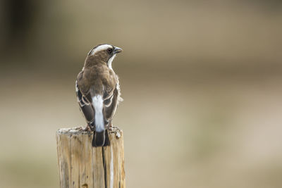 Close-up of bird perching on wooden post