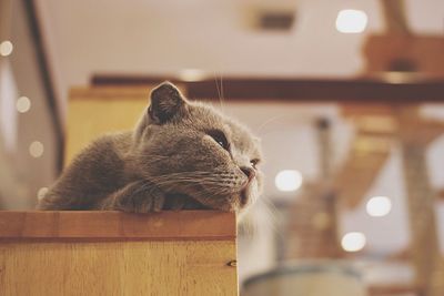 Close-up of cat
