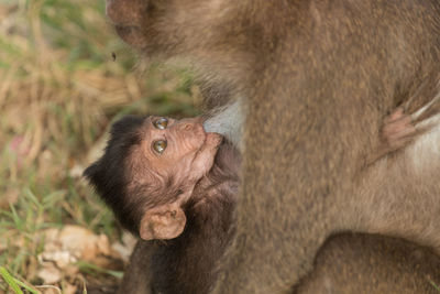 Close-up of long-tailed macaque feeding infant in zoo