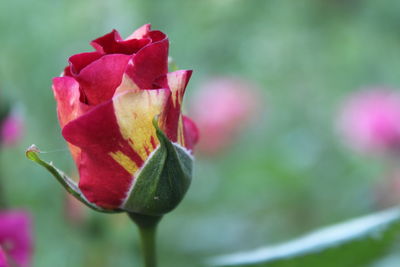 Close-up of pink rose