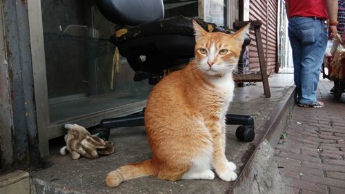 Close-up of cat sitting by chair outside store