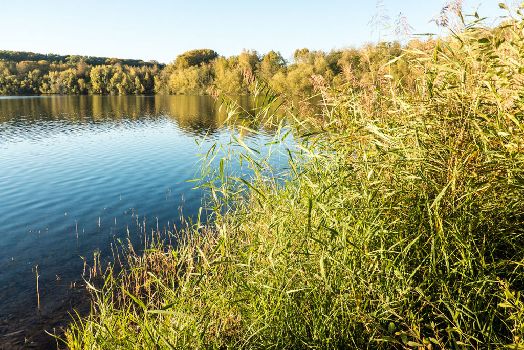 water, tranquility, tranquil scene, grass, lake, scenics, beauty in nature, reflection, nature, growth, clear sky, plant, tree, green color, idyllic, day, blue, lakeshore, outdoors, no people