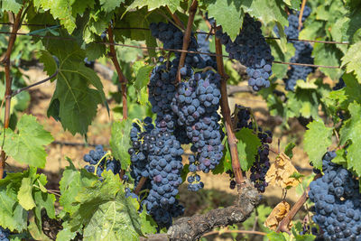 Vineyards of carignano and vermenitno wine, santadi, south sardinia