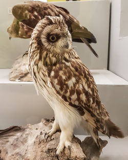 Close-up portrait of owl at home