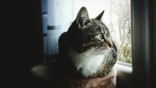 Close-up of cat