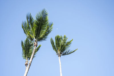 Low angle view of plant against clear blue sky