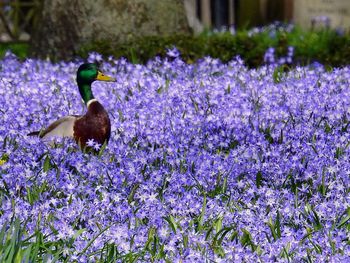 Close-up of bird on purple flowers