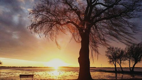 Scenic view of tree against sky during sunset