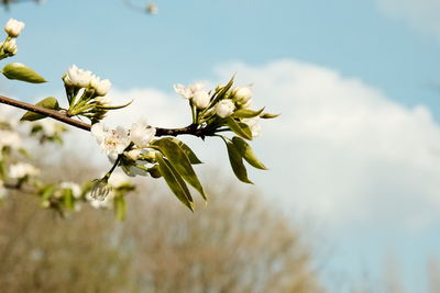 Low angle view of flowering plant