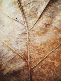 Close-up of dry leaf on tiled floor