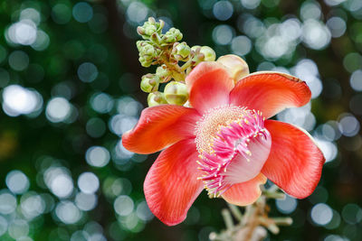 Close-up of flower blooming outdoors