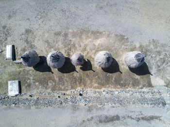 High angle view of pigeons perching on the wall