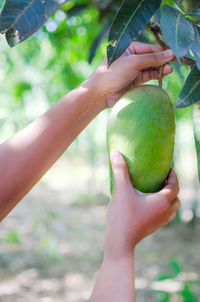 Close-up of woman plucking mango from tree