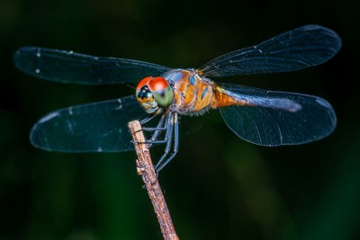 Close-up of dragonfly