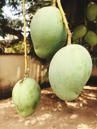 Close-up of apples on tree