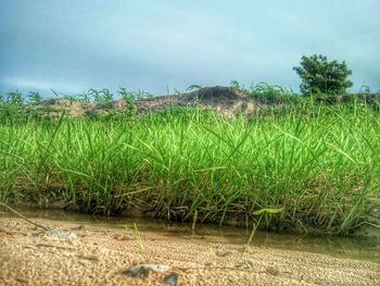 Scenic view of grassy field against sky