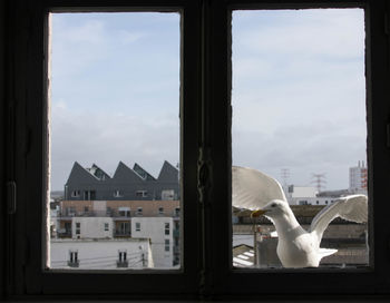 View of birds against buildings seen through window