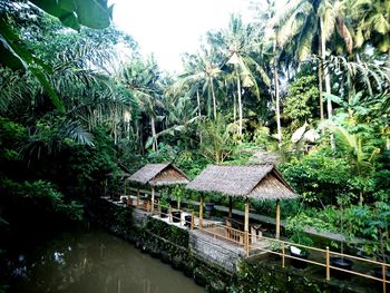 Palm trees by water