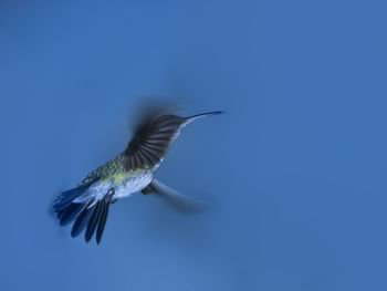 Bird flying against clear sky