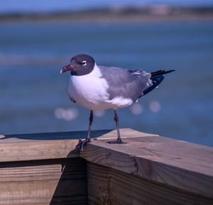 Seagull perching on wooden post