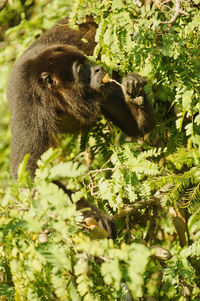 Monkey in a forest