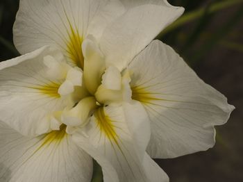 Close-up of white day lily blooming outdoors