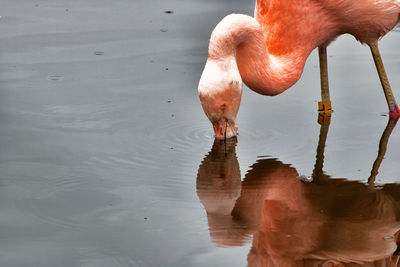 Duck drinking water in a lake