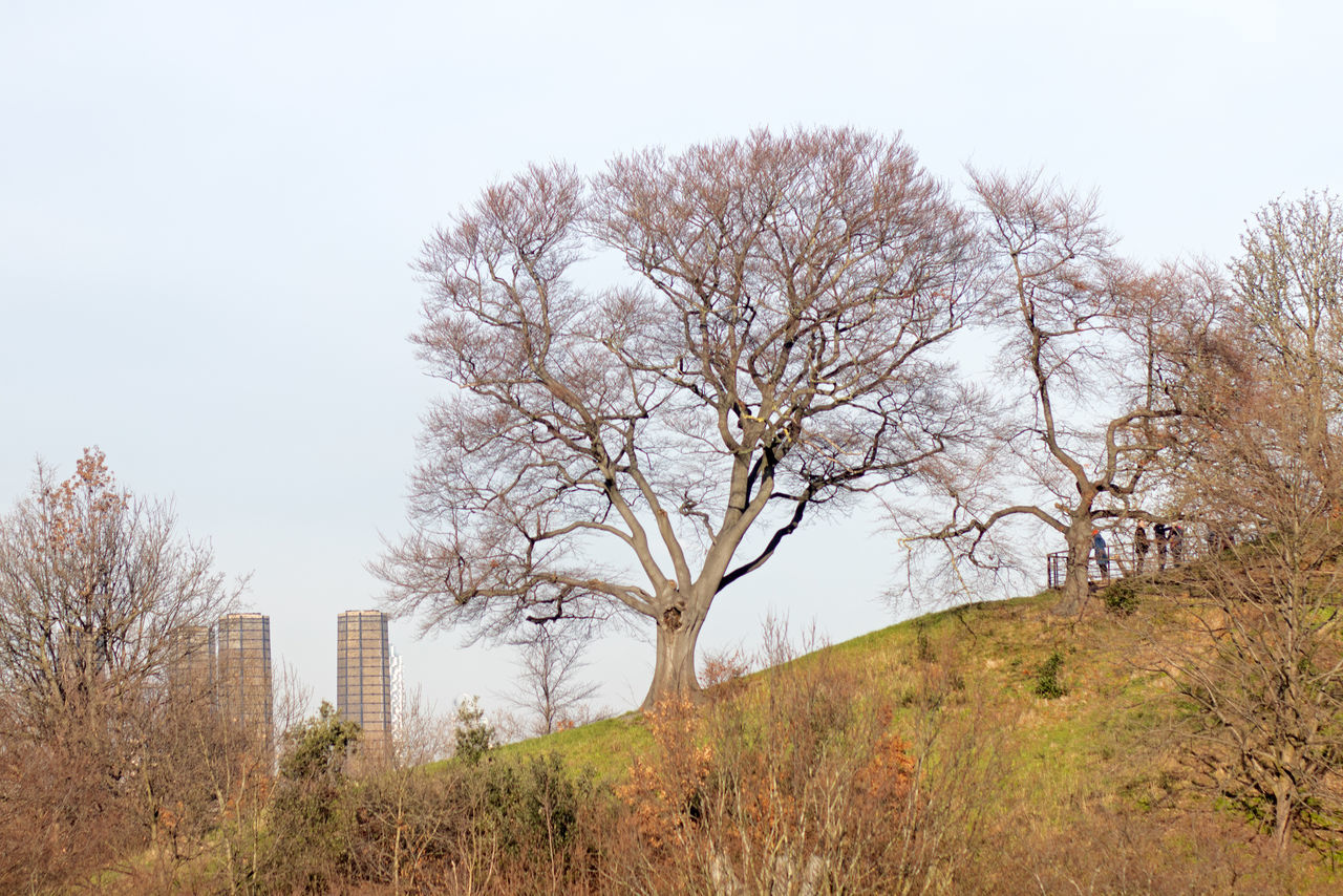 plant, tree, sky, nature, bare tree, landscape, rural area, environment, no people, land, grass, beauty in nature, branch, outdoors, flower, scenics - nature, autumn, day, architecture, leaf, hill, tranquility, field, travel destinations, tourism, clear sky, travel, non-urban scene